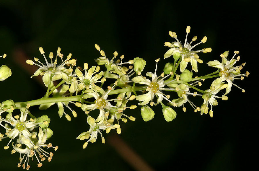 Blütenstand mit Einzelblüten