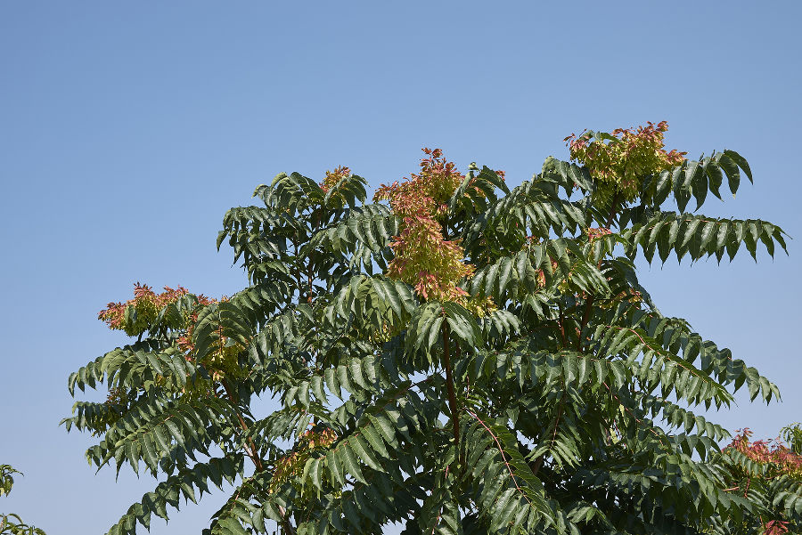 Früchte tragender Götterbaum