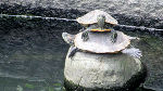 2 Rotwangenschmuckschildkröten auf einem Stein in einem Brunnen