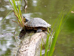 Gelbbauch-Schmuckschildkröte beim Sonnenbad in einem Schotterteich