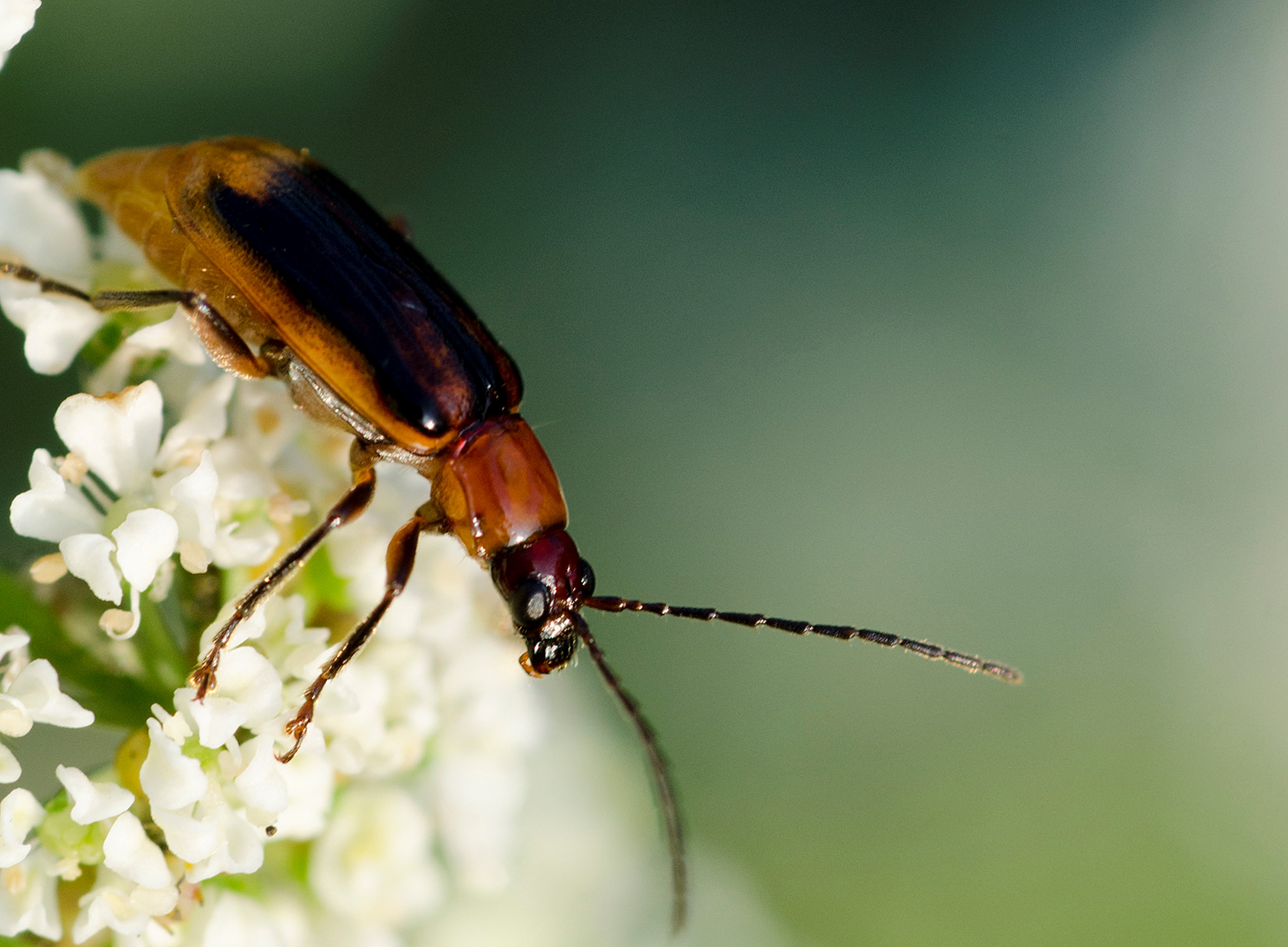 Maiswurzelbohrer auf einer Blüte