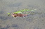 Schwimmende Bisamratte mit Grasbüschel im Maul