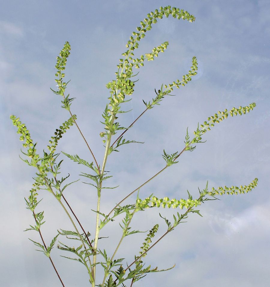 Ambrosie, Ragweed, Beifußblättriges Traubenkraut