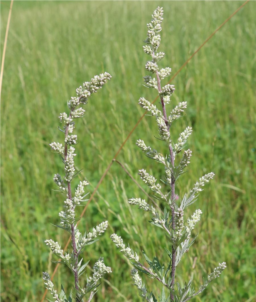 Knospige Blütenstände des Gemeinen Beifuß