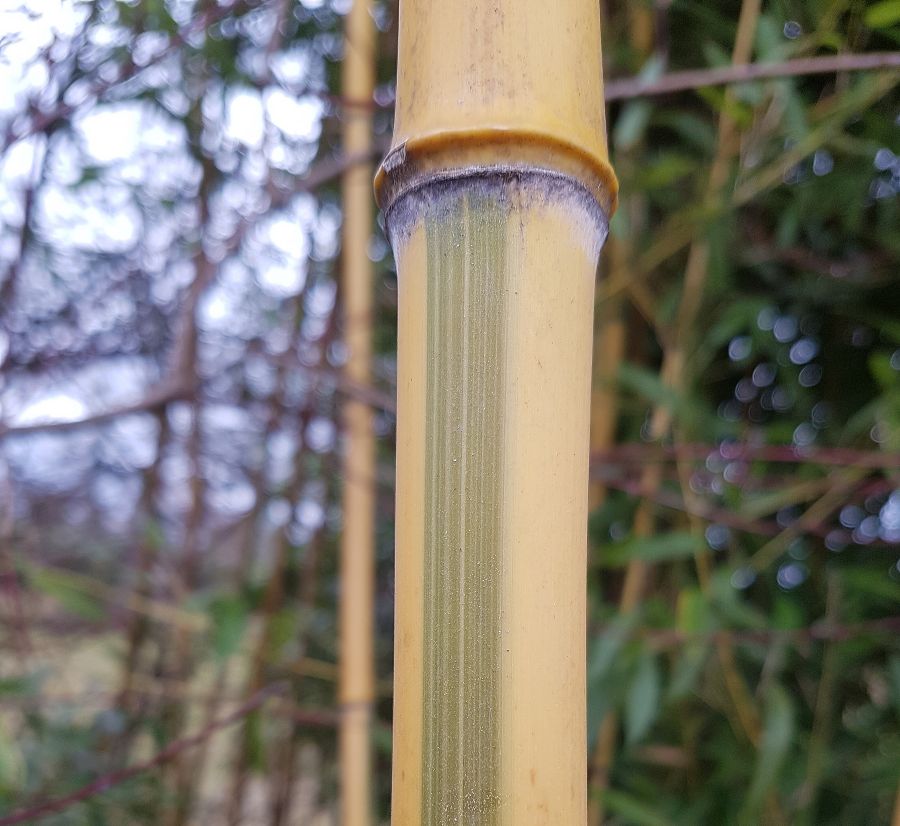 Abflachung des Halmabschnittes