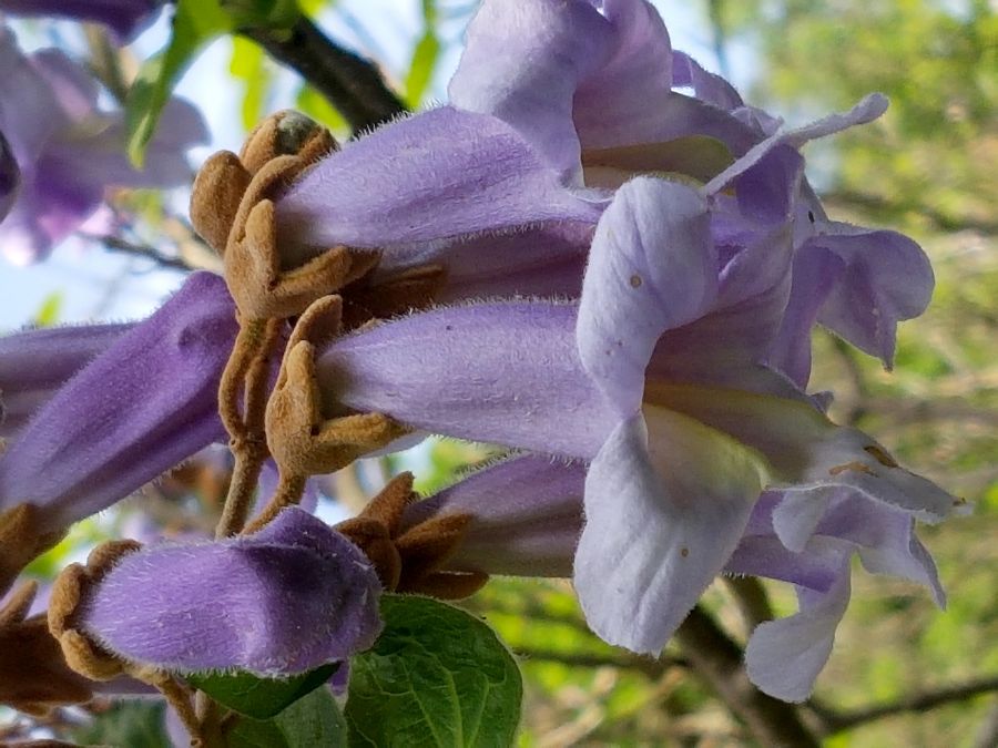 Blüten der Paulownie