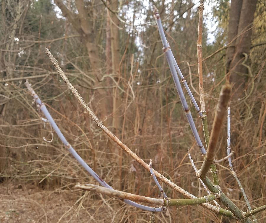 Blau bereifte Zweige