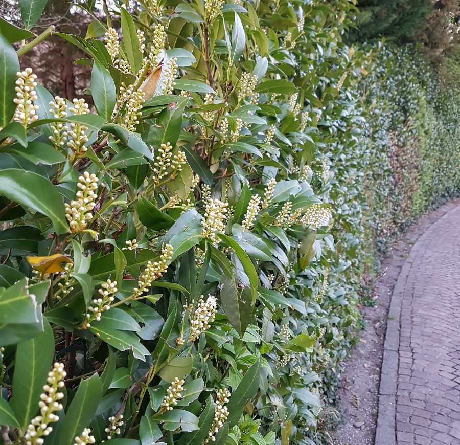 Knospende Hecke als Zaunersatz