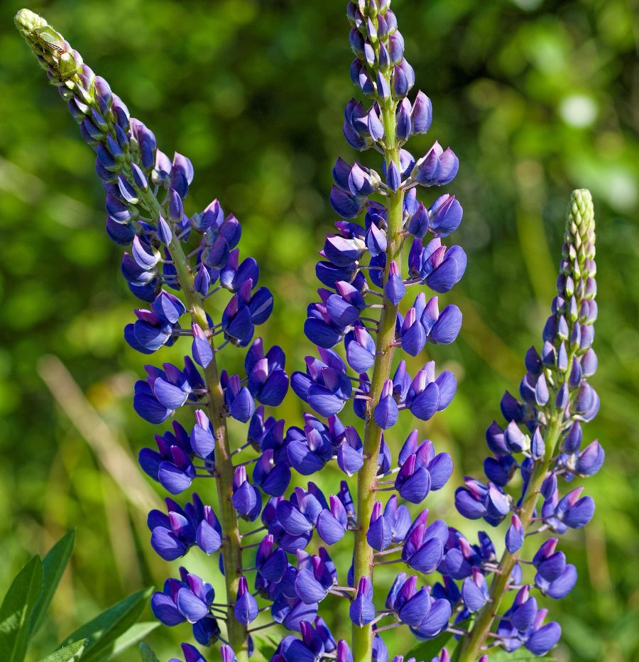 Vielblättrige Lupine