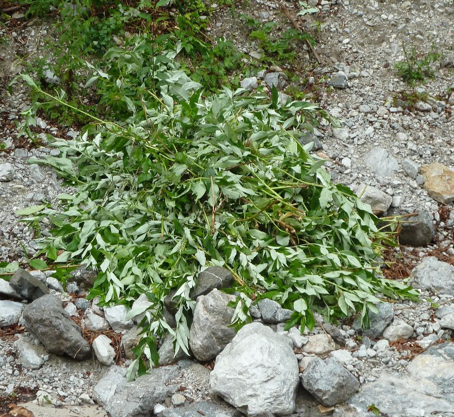 Aus der Natur entfernte Exemplare vor dem Abtransport