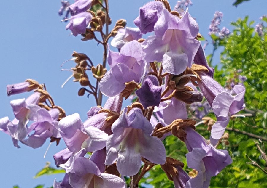 Blühender Blauglockenbaum