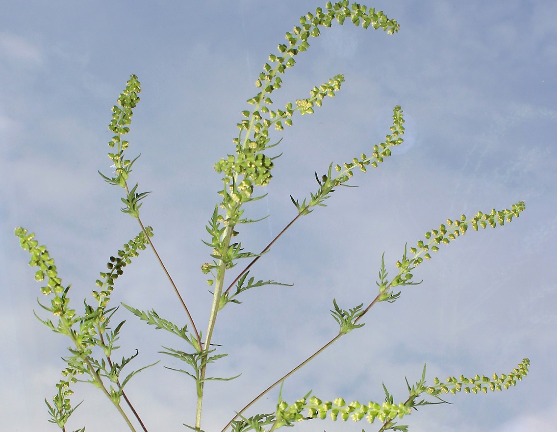 Blühendes Ragweed