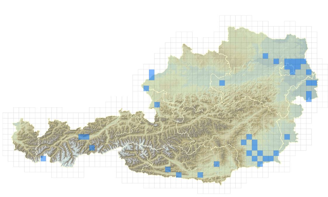 Verbreitungskarte der Gewöhnlichen Seidenpflanze in Österreich