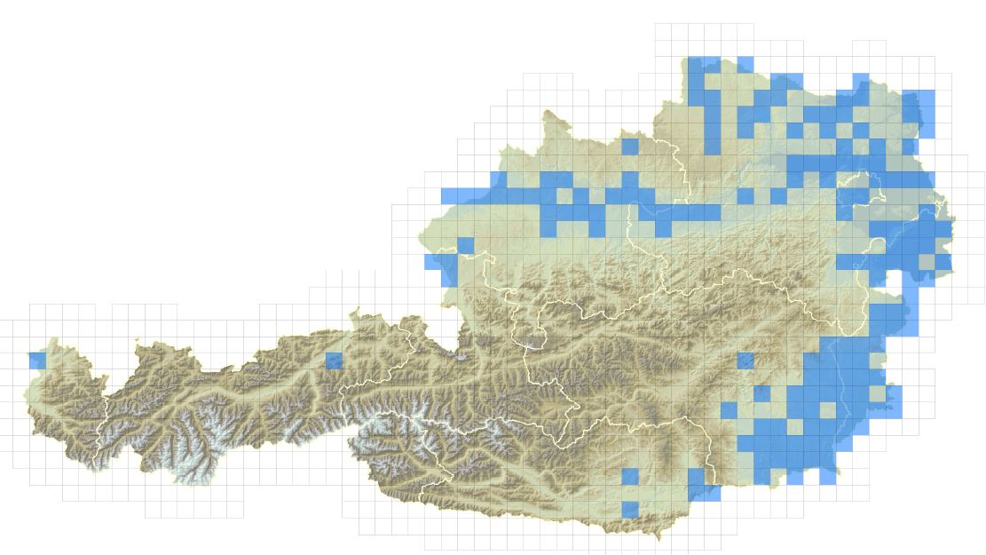 Verbreitungskarte des Blaubandbärblings in Österreich