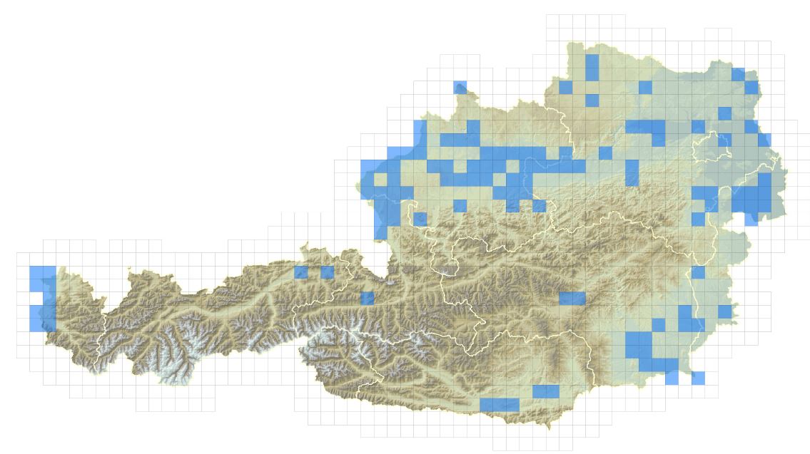 Verbreitungskarte der Nilgans in Österreich