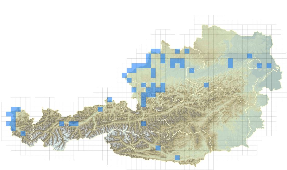 Verbreitungskarte der Schmalblättrigen Wasserpest in Österreich