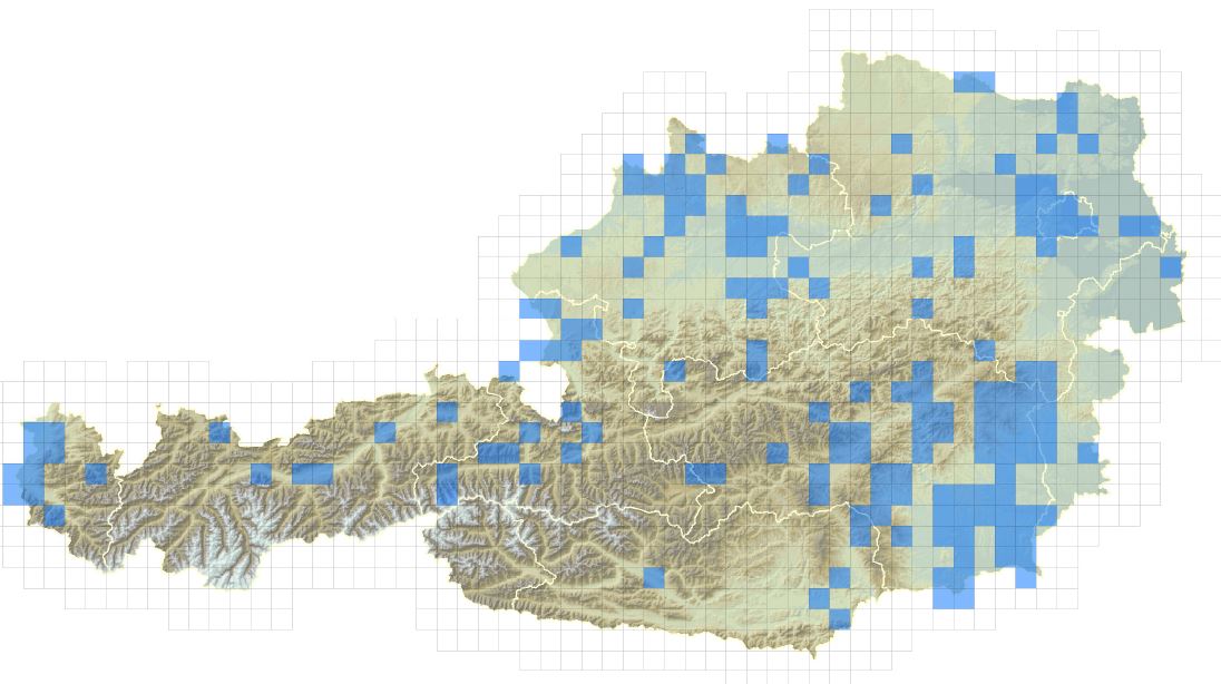 Verbreitungskarte des Wachbären in Österreich