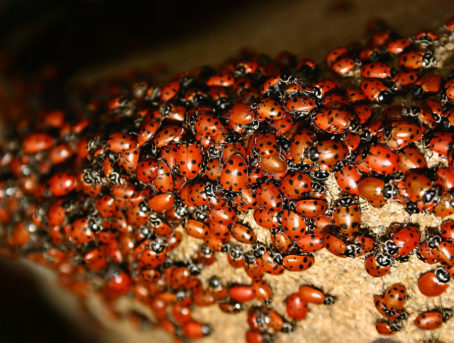 Asiatische Marienkäfer