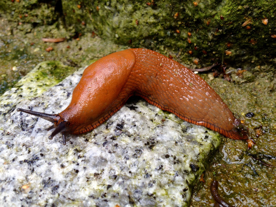 Spanische Wegschnecke