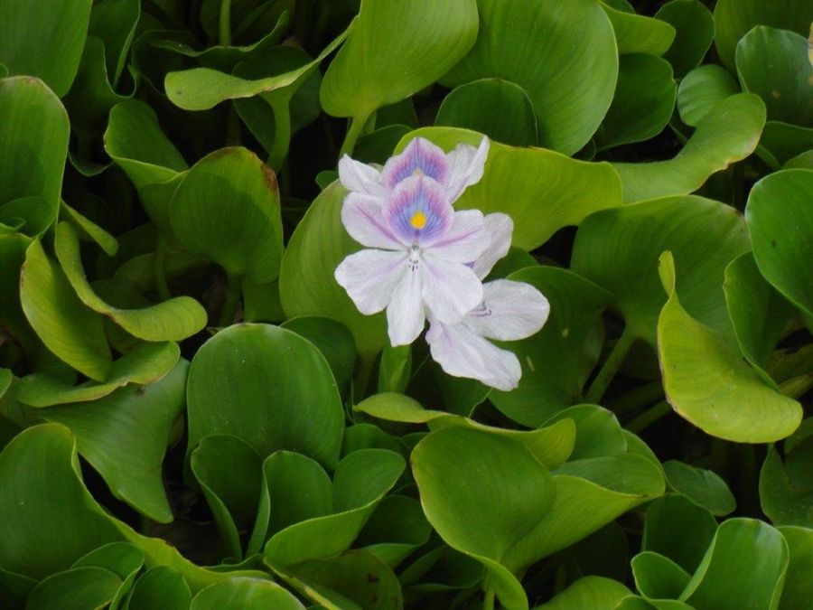 Blühende Wasserhyacinthe in einem Teich in China