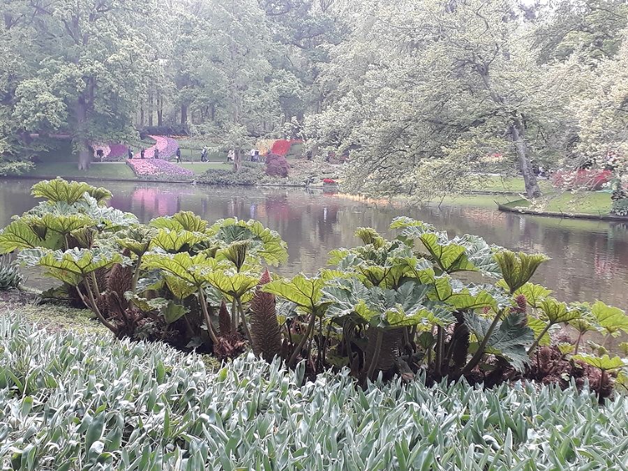 Gunnera Bestände in Keukenhof/Niederlande