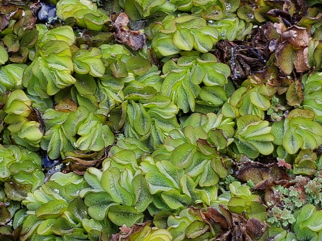 Eingefaltete Schwimmblätter von Salvinia