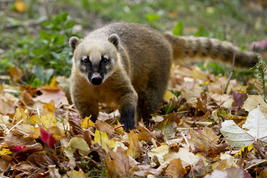 Nasenbär