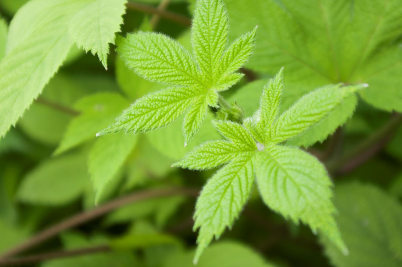 Ranke mit Blättern des Japanischen Hopfens