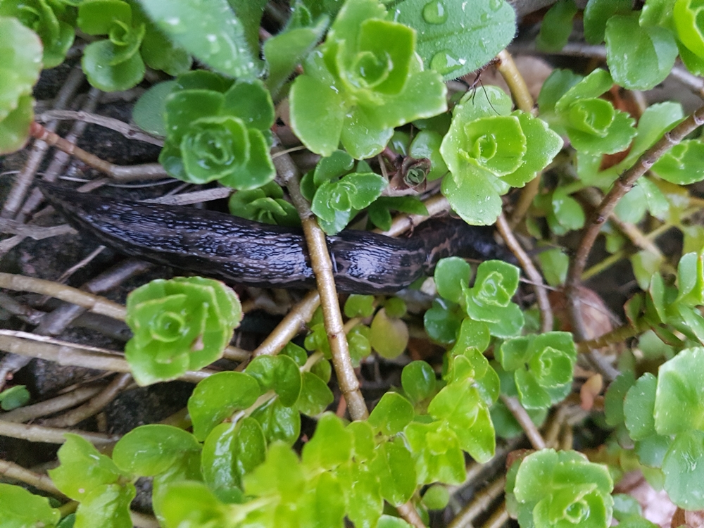 Heimische Tigerschnecke (Tigerschnegel)