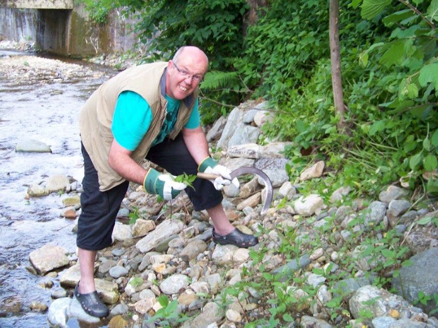 Sicheln kleiner Pflanzen des Drüsigen Springkrautes