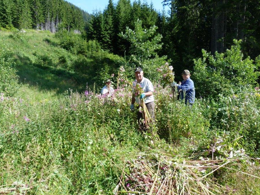 Ausreißen des Drüsigen Springkrautes Ausreißen des Drüsigen Springkrautes