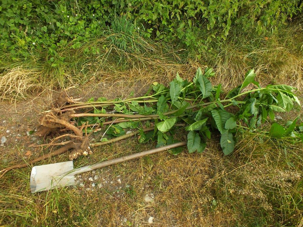 Ausgegrabene Kermesbeere