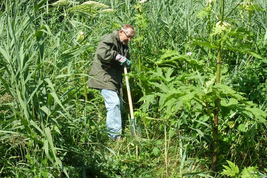 Ausstechen der Wurzel eines Riesenbärenklaus