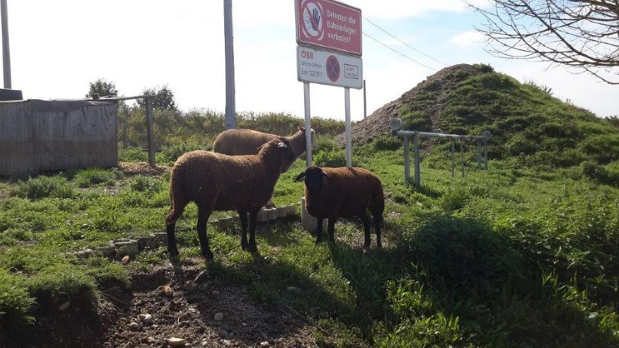 Schafe als Management gegen invasive Arten