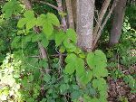 Ranke des Echten Hopfens mit 3-lappigen Blättern