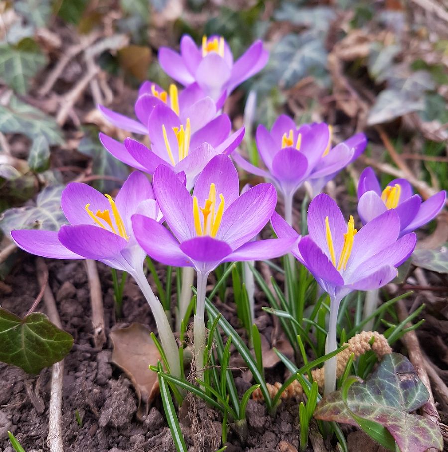 blühende Krokusse blühende Krokusse