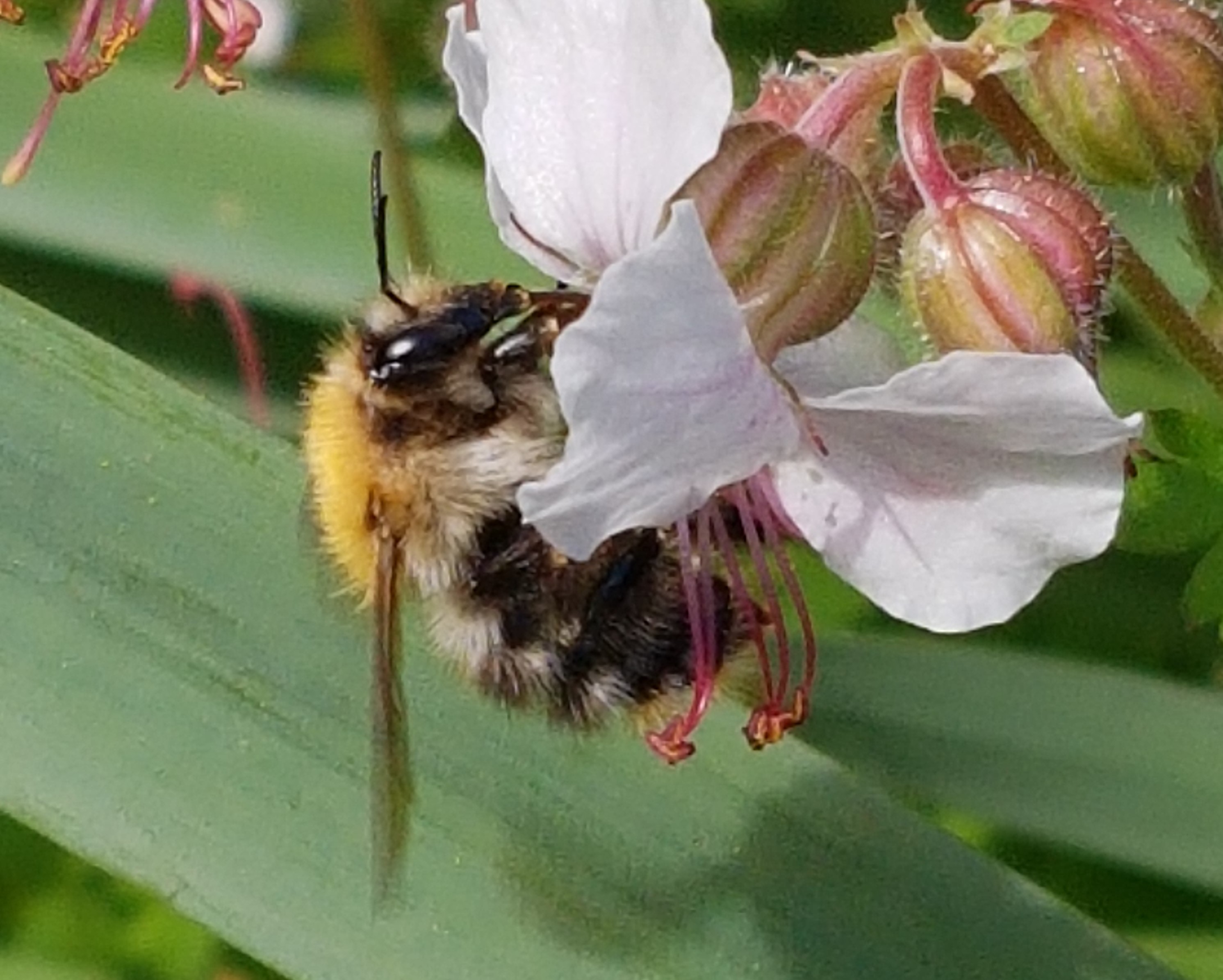 Wildbiene auf einer Storchschnabel Blüte