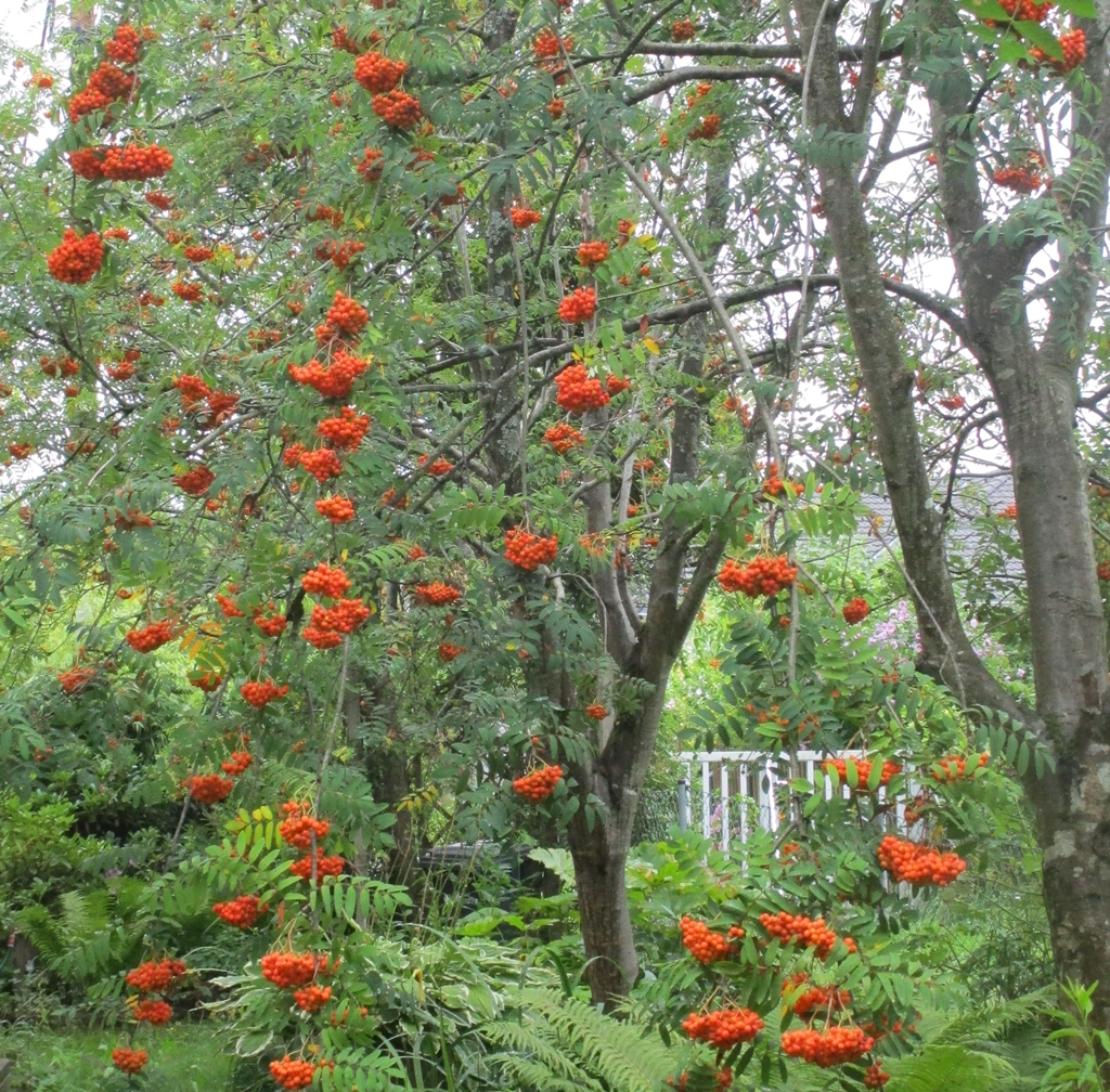 Vogelbeere Gartenform "Edulis" mit reifen Früchten