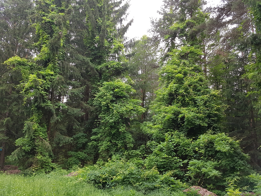 Unsachgemäße Entsorgung: Glycinie überwuchert bereits die benachbarten Waldbäume