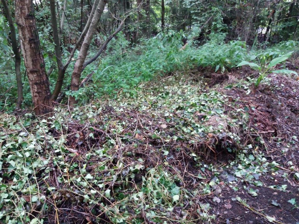 Unsachgemäße Entsorgung des Pflanzenabfalls in den nahegelegenen Waldbereich