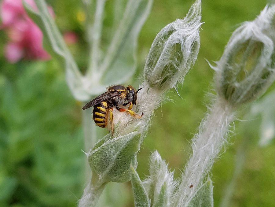 Garten-Wollbiene bei der Arbeit