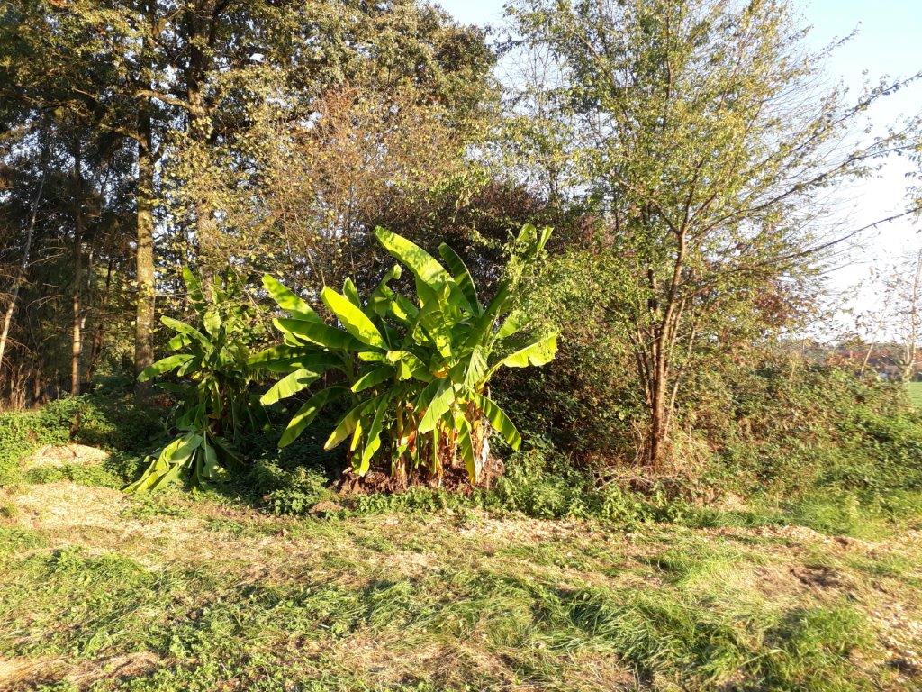 Unsachgemäße Entsorgung: Bananenstauden am Waldrand treiben das 3. Jahr in Folge aus