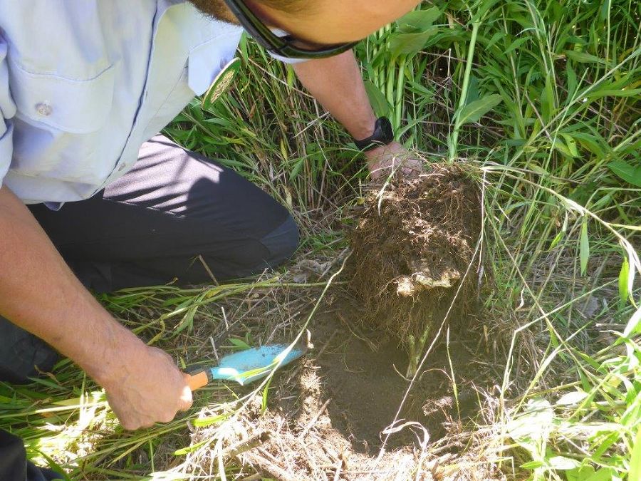 Bergwächter beim Ausgraben des Wurzelstocks