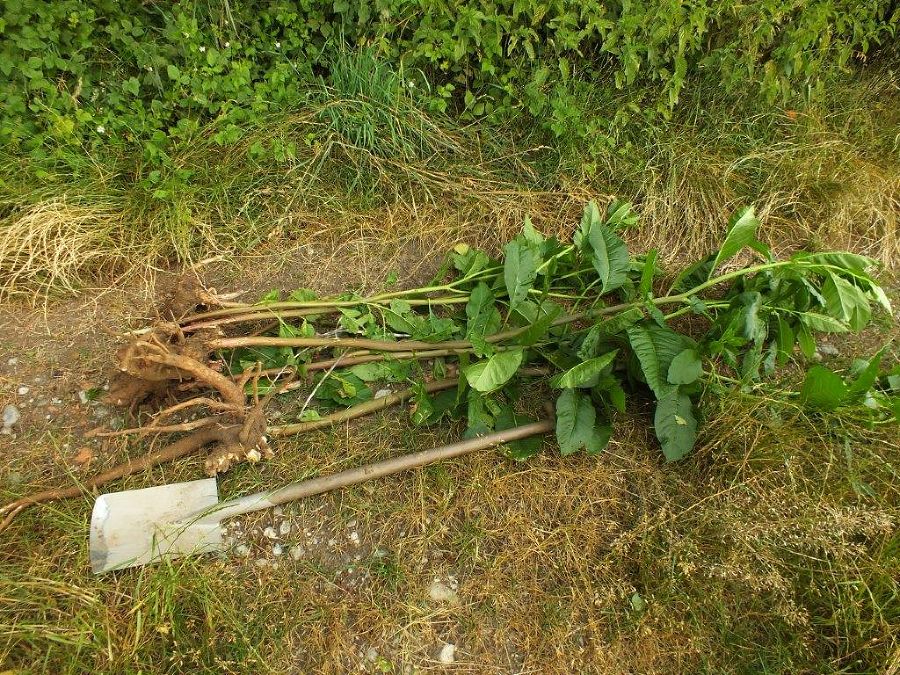 Ausgegrabene Jungpflanzen mit Pfahwurzeln, Längenvergleich mit einem Spaten