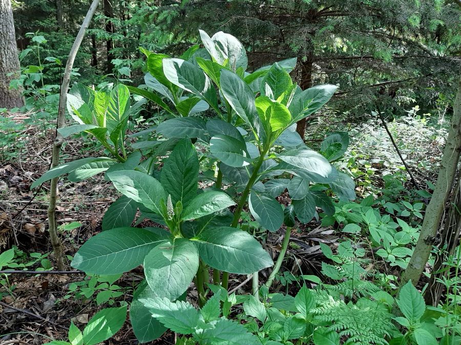 Asiatische Kermesbeere im Wald kurz vor dem Aufblühen