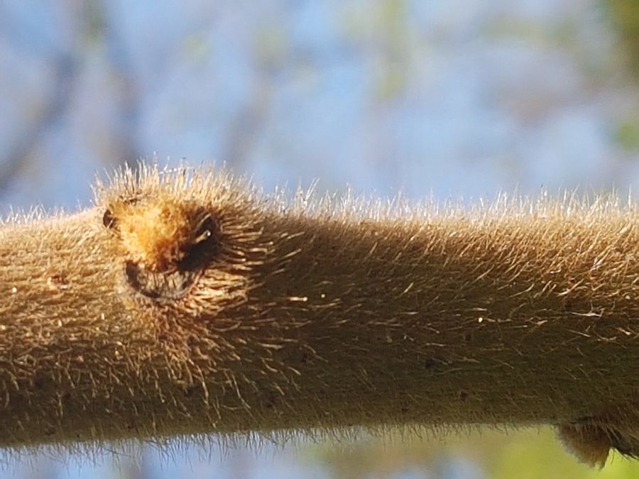 Junges Stämmchen mit brauner Behaarung