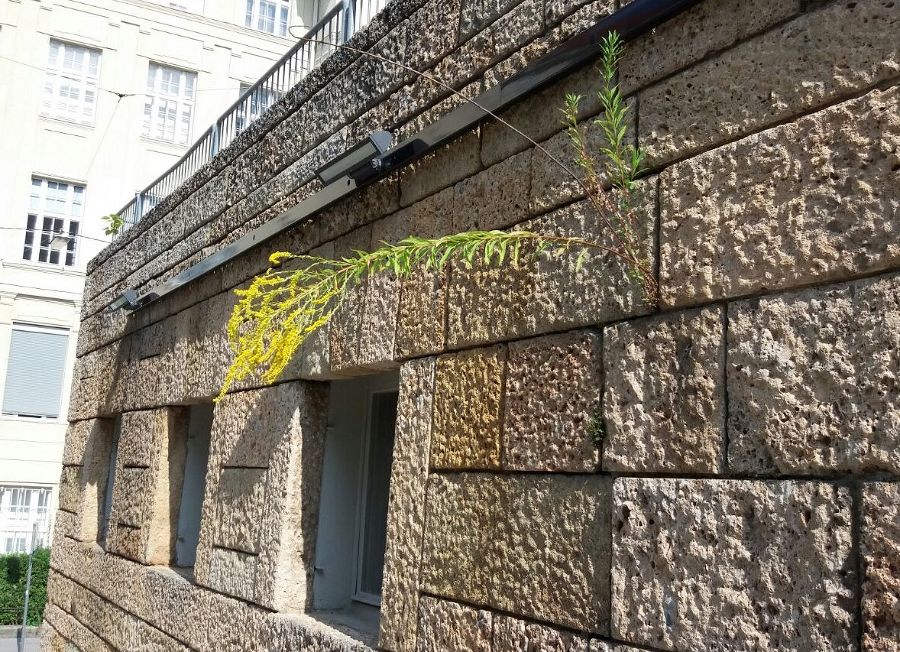 Eine blühende Kanadische Goldrute wächst aus einem Mauerspalt in der Stadt