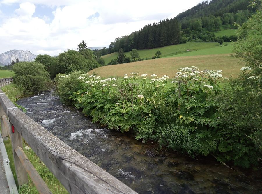 Verbreitung der Samen über den Wasserweg