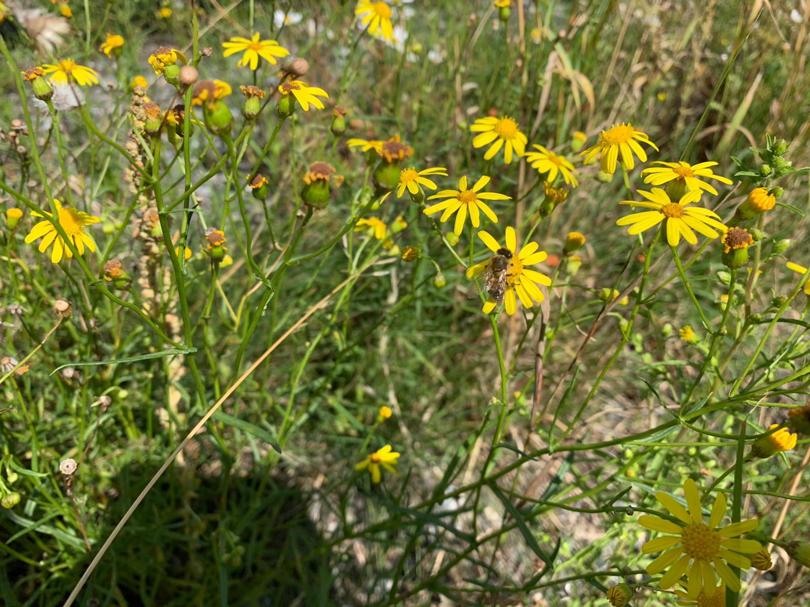 Biene auf einer Greiskrautblüte