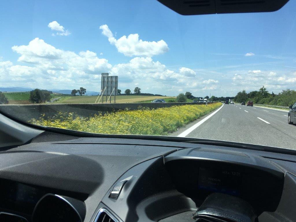 Blühender Bestand am Autobahnmittelstreifen